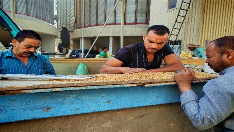 أسوان تستقبل “الذهب الأصفر”: بدء توريد القمح 2026 بإنتاجية مبشرة