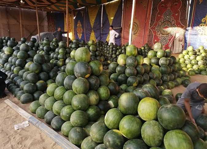 وزارة الزراعة تكشف حقيقة تسمم البطيخ