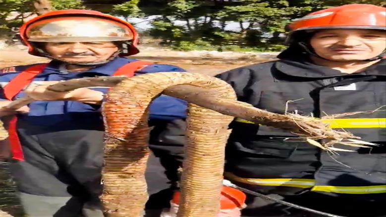 الحماية المدنية بالغربية تسيطر على أفعى ضخمة تهدد أهالي السنطة