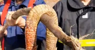 الحماية المدنية بالغربية تقتل كوبرا بقرية المنشأة الكبرى في السنطة