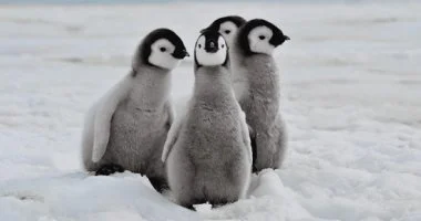 اليوم العالمي للبطريق: 4 حقائق مدهشة لا تعرفها عن هذا الطائر