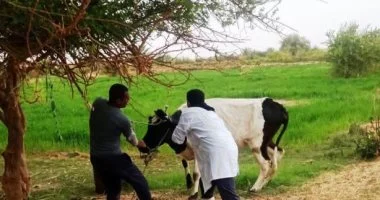 انطلاق الحملة القومية لتحصين الماشية بمراكز وقرى الشرقية