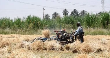 بدء موسم حصاد القمح وتوريد 600 ألف طن في أسوان