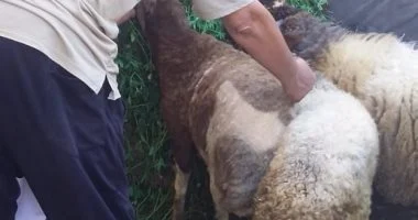 بيطري البحيرة يطلق الحملة القومية للتحصين ضد الحمى القلاعية