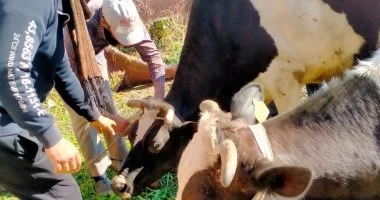بيطري الفيوم تطلق حملة تحصين الماشية ضد الحمى القلاعية والوادي المتصدع