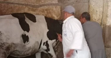 بيطري المنوفية يحصن 37 ألف رأس ماشية ضد الحمى القلاعية