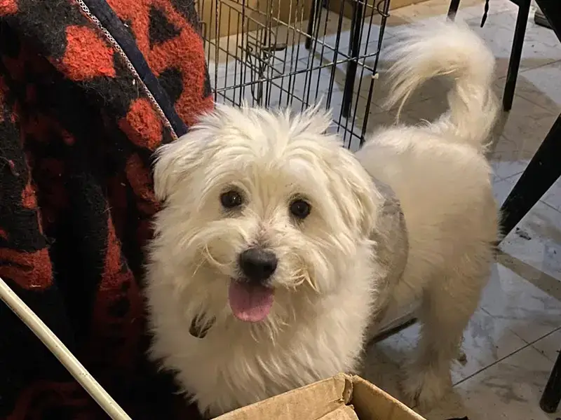 جيل زد يعيد تعريف الاستقرار تبني الكلاب مؤشر للالتزام قبل الزواج والعمل