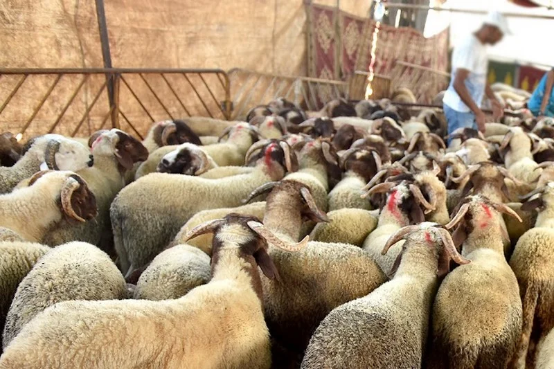 أسيوط تضع خطة متكاملة لتوزيع أضاحي العيد على الأسر الأكثر احتياجًا