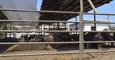 رئيس جامعة بنها يتفقد أعمال تطوير كلية الزراعة بمشتهر