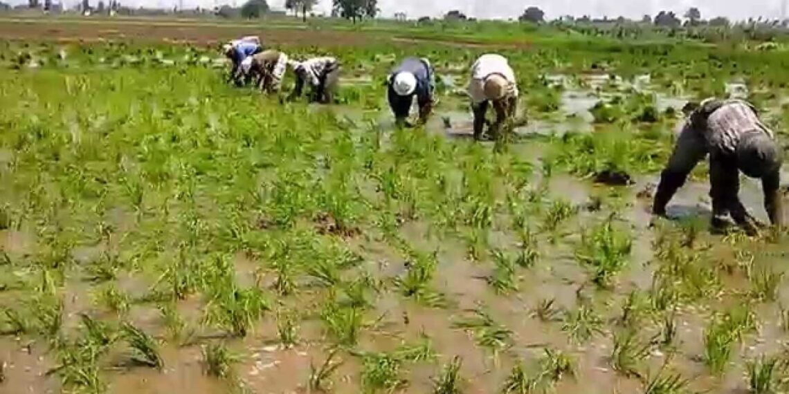 مصر تحدد مساحات زراعة الأرز لضمان الأمن الغذائي في ظل تحديات المياه