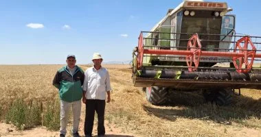 زراعة الإسماعيلية تعلن انطلاق موسم حصاد القمح ومتابعة انتظام التوريد بالمراكز