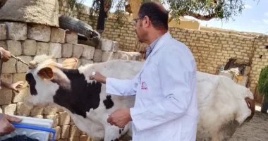 طب بيطري بني سويف يطلق الحملة القومية للتحصين ضد الحمى القلاعية