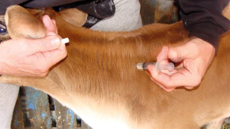 كفر الشيخ: انطلاق الحملة القومية الثانية لتحصين الثروة الحيوانية ضد الحمى القلاعية