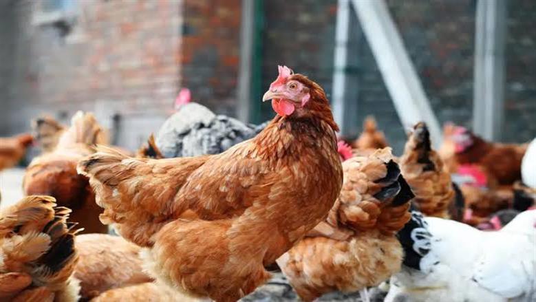 كفر الشيخ تحصن 177 ألف طائر ضد الأوبئة لتعزيز الثروة الداجنة