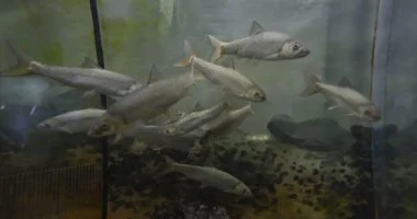 لأول مرة: مصر تصدر منتجات الاستزراع السمكي للاتحاد الأوروبي رسمياً