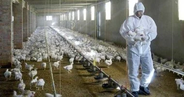 لقاح الإنفلونزا الموسمي يقلل شدة “إنفلونزا الطيور” القاتلة.. دراسة تؤكد