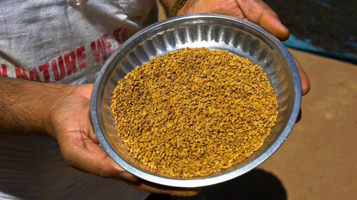 للسكري.. ماء الحلبة المنقوع أم المغلي: طريقة الاستخدام الأفضل؟