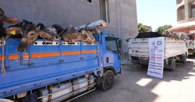 محافظ أسيوط يدعم مشروع البيوجاز ويسلم رؤوس ماشية بالبداري