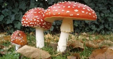 مركب من الفطر لعلاج الاكتئاب.. هل هو الأمل الجديد؟