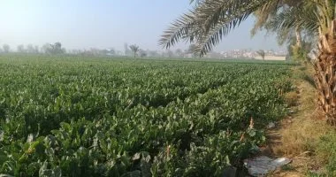 مركز المناخ يحذر: الربيع الهادئ انتهى وبدأت أخطر مراحل الموسم