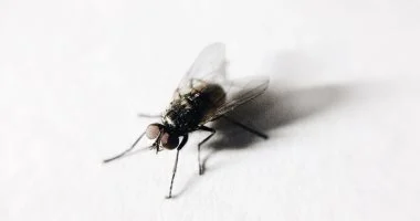 وداعًا للذباب والبعوض: طرق طبيعية وآمنة لحماية صحتك ومنزلك