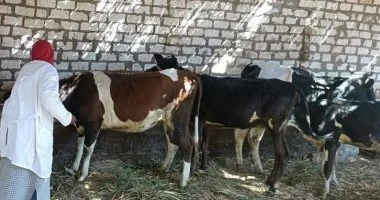 الأربعاء.. انطلاق قافلة بيطرية مجانية بقرية زوير في المنوفية
