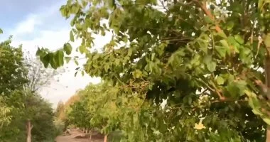 بدء موسم حصاد التوت في قرية صرد بمركز قطور بالغربية