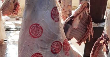 بيطري أسوان يبدأ التشغيل التجريبي لمجزرَي دراو وكلح الجبل