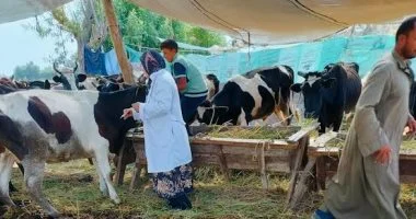 بيطري الأقصر يطلق حملة لتحصين 109 آلاف رأس ماشية بالمحافظة
