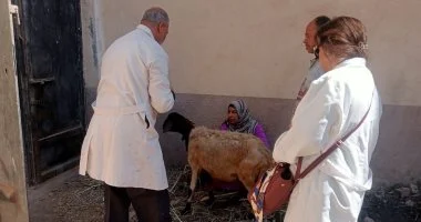 بيطري الفيوم تحصن 111 ألف رأس ماشية ضد الأمراض الوبائية