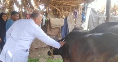 بيطري المنيا تحصن 37 ألف رأس ماشية ضد الحمى القلاعية