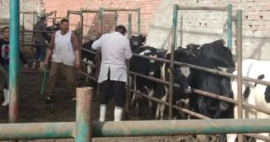 بيطري كفر الشيخ يحصن 40 ألف رأس ماشية ضد الحمى القلاعية