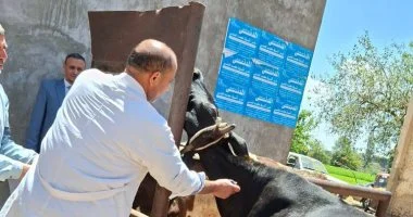 بيطري كفر الشيخ يحصن 96 ألف رأس ماشية ضد القلاعية والوادي المتصدع