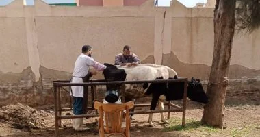 بيطري كفر الشيخ يعالج ويلقح أكثر من 7 آلاف رأس ماشية