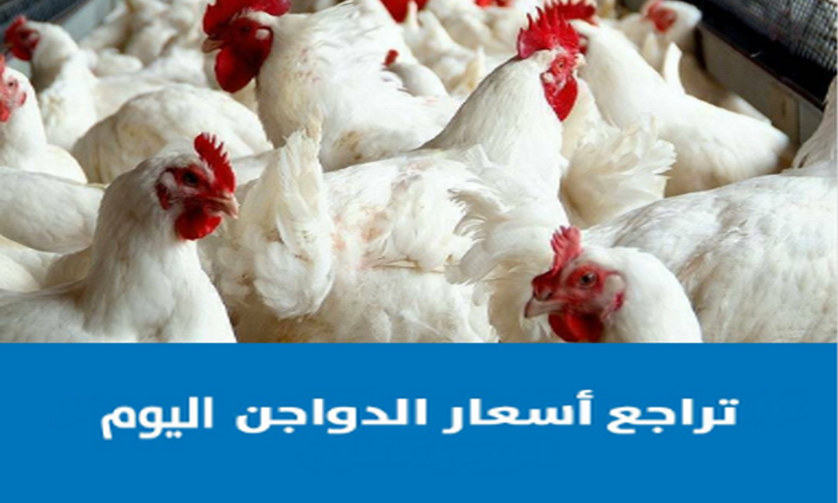 مفاجأة سارة .. تراجع أسعار الدواجن 14 جنيه في الأسواق المصرية اليوم