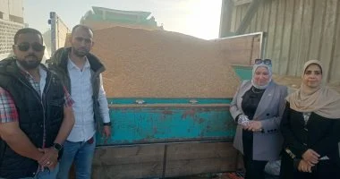 تموين الإسكندرية تضبط 11 طن قمح قبل بيعها بالسوق السوداء