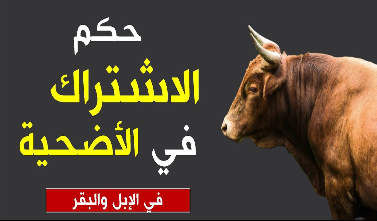 الافتاء توضح حكم الاشتراك في الأضحية وتقسيم الأحشاء والرأس