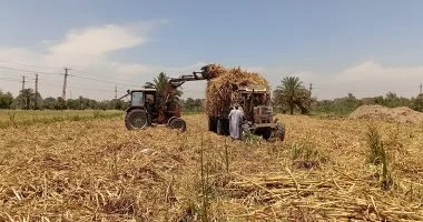 ختام موسم توريد قصب السكر في أسوان