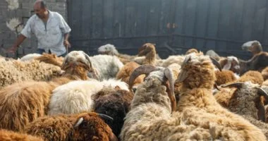 دار الإفتاء توضح حكم الأضحية وأقوال الفقهاء استعدادًا للعيد