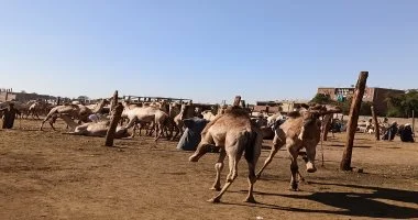 رواج حركة البيع والشراء في سوق الجمال بمركز دراو بأسوان