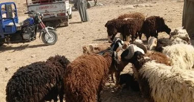 رواج حركة بيع الأضاحي في أسواق محافظة أسوان استعداداً لعيد الأضحى
