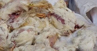 ضبط 3 أطنان دجاج نافق قبل وصولها لمصنع لحوم بالفيوم