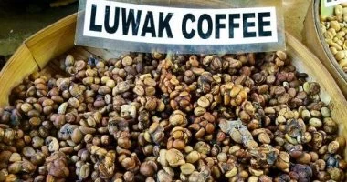 قهوة كوبي لواك: الأغلى في العالم من أمعاء حيوان ليلي