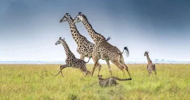 لحظات نادرة: أجمل 10 صور لزرافات مهددة بالانقراض في مسابقة عالمية