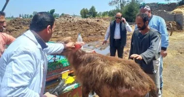 محافظ الدقهلية يوجه بتحصين 95 ألف رأس ماشية ضد الحمى القلاعية