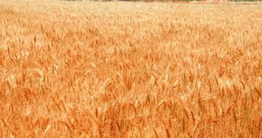 محافظ المنيا: توريد أكثر من 109 آلاف طن قمح منذ بداية الموسم