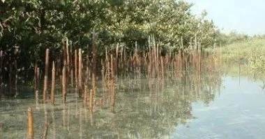 مدير محميات البحر الأحمر: أشجار المانجروف تعزز التنوع البيئي والسياحة البيئية بالبحر الأحمر