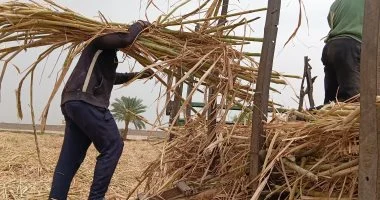 مصانع سكر أسوان تختتم موسم توريد القصب رسمياً