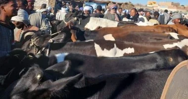 وزير الزراعة يوجه بتكثيف التفتيش على أسواق اللحوم قبل عيد الأضحى