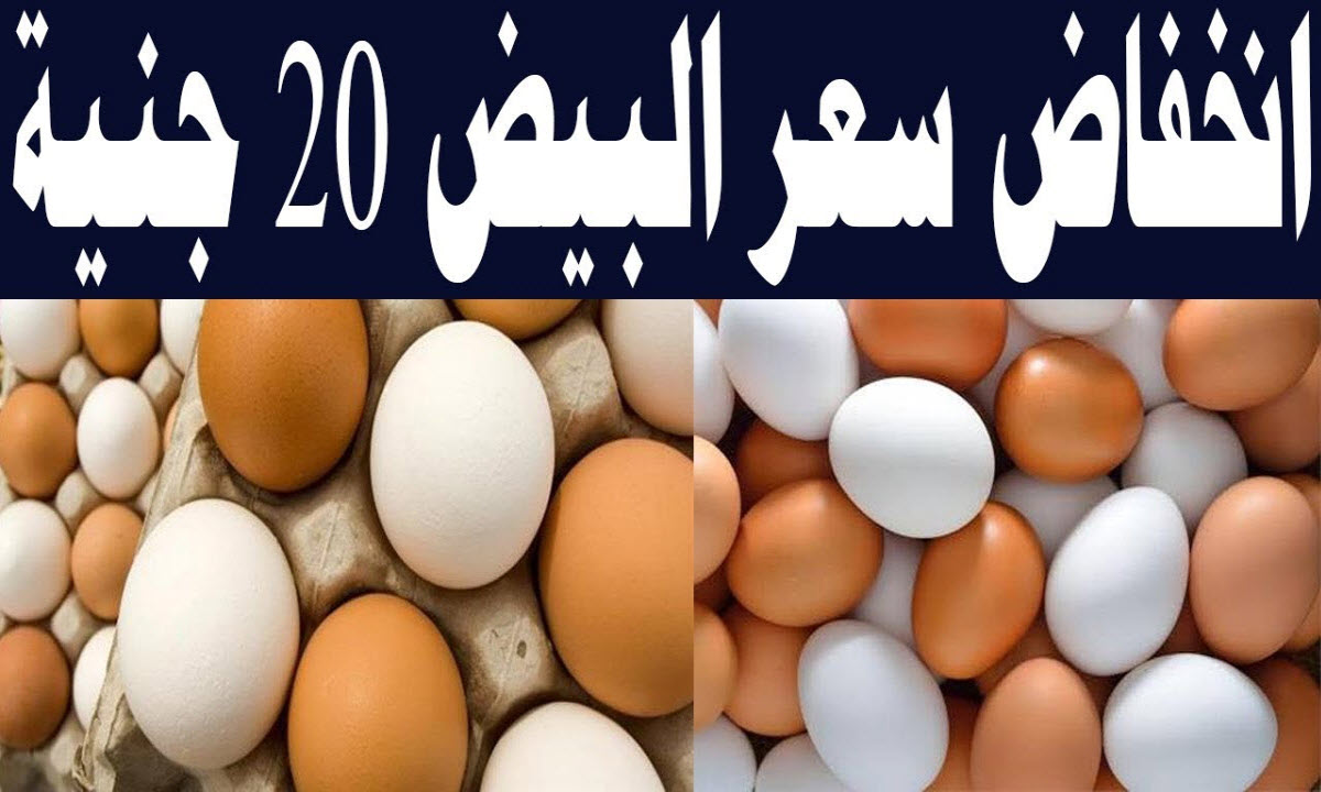 تراجع كبير في أسعار كرتونة البيض اليوم بالمزارع والأسواق المصرية